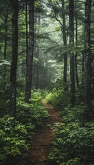 Obraz premium Dense Forest Pathway - Preserving Natural Habitats and Untouched Wilderness Beauty