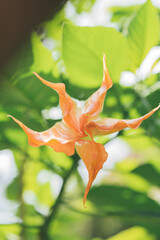 beautiful blooming flowers
