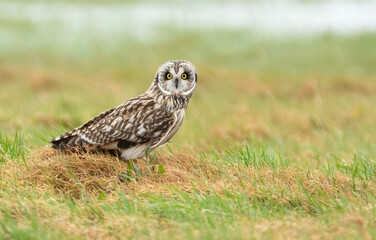 Short-eared Owl
