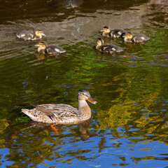 mother duck and ducklins swim in waer of dutch canal
