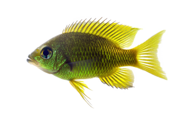 and with fins a green separated from white and transparent background