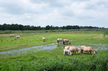 Fototapeta premium fjord horses in green landscape of national park weerribben wieden in the netherlands