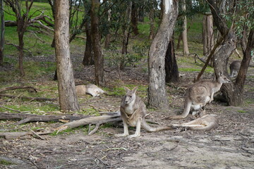 Kangaroos Enjoying a Peaceful Day in the Park