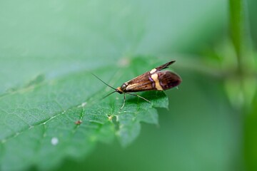 Yellow-barred long-horn, Nemophora degeerella