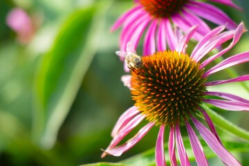 Echinacea cone flower and bee in the garden