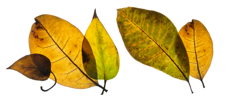 Autumn Leaves Texture. Dry Yellow, Green and Orange Leaves With Visible Veins. Autumn Leaves on a White Background. Golden Illuminated Autumn Leaves. 
