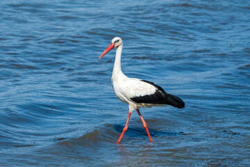 White Stork with a Gray Eye: Spooky Elegance Walking in the Lake - Summer Season Holiday. Ciconia ciconia