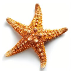 Starfish on White Background. Tropical Marine Life from Caribbean for Summer Holiday