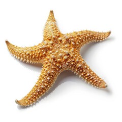 Starfish on White Background. Tropical Marine Life Isolated in Caribbean for Summer Holidays