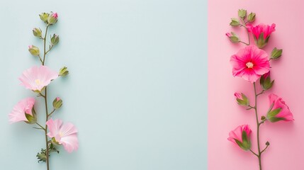 Fototapeta premium Pink and white hollyhock flowers on pastel blue and pink background with ample copy space. Flat lay floral composition, ideal for designing greeting cards, invitations, banners, posters, and spring-th