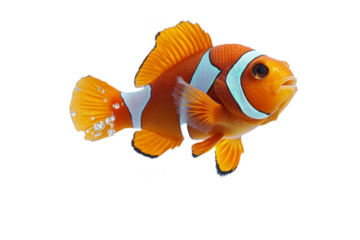 fish in a stripe swimming separated from white and transparent background