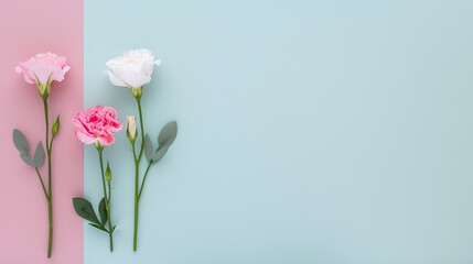 Mixed carnations on pastel pink and blue background with ample copy space. Flat lay floral composition, ideal for creating greeting cards, invitations, banners, posters, and wedding-themed marketing m