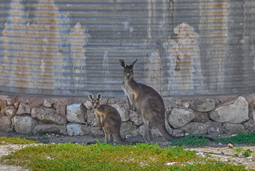 A kangaroo and it's offspring standing in the shade of a water tank in the Australian outback.