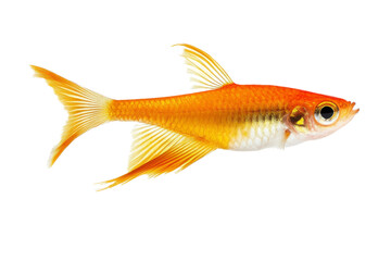 Fototapeta premium goldfish a white on separated from white and transparent background