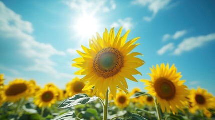 Obraz premium Sunflowers in a Field