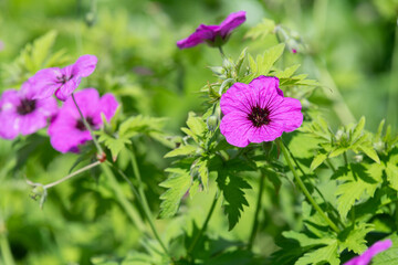Close up of an Armenian cranesbill (geranium psilostemon) flower in bloom
