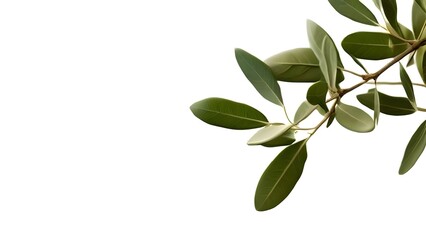 branch of a tree isolated