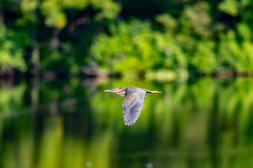 green heron