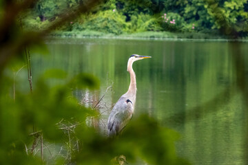 great heron ardea cinerea