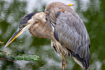 great blue heron