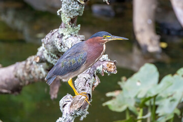 green heron