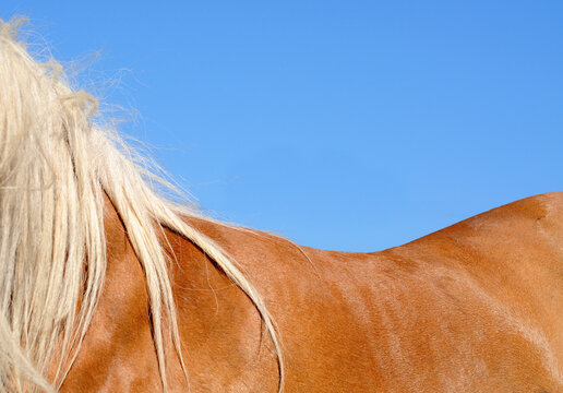 Shiny golden brown horse's back with light beige manes against bright blue sky. Nature background