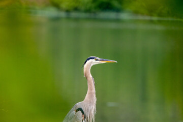 great blue heron