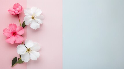 Pink and White Carnation on Split Pink and White Background, Minimalist Floral Design with Copyspace for Marketing, Banners, and Social Media

