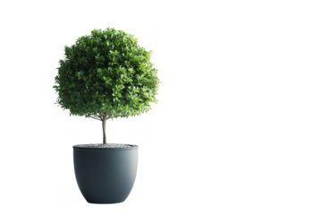 pot in black a plant separated from white and transparent background