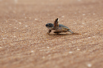 Green sea turtle Chelonia mydas also black (sea) turtle or Pacific green turtle, sea turtle in...