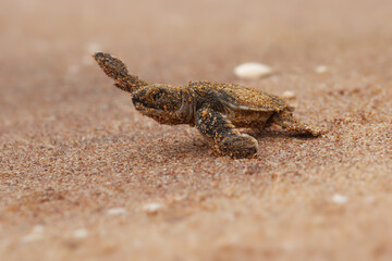 Green sea turtle Chelonia mydas also black (sea) turtle or Pacific green turtle, sea turtle in Cheloniidae. new born hatchling running to the sea, attack of predators