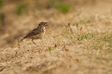 Jerdon's bush lark Mirafra affinis bird in Alaudidae found in south Asia, formerly considered subspecies of Mirafra assamica and termed Madras bushlark, singing on the ground.