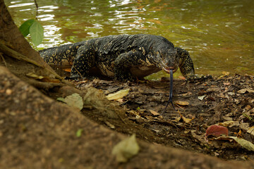 Asian water monitor - Varanus salvator also common water monitor, large varanid lizard native to...