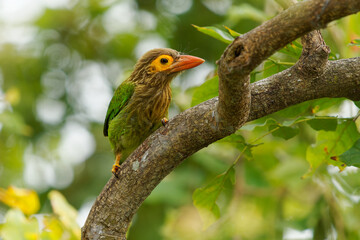 Brown-headed barbet - Psilopogon zeylanicus Asian barbet bird species, inhabits tropical and subtropical moist broadleaf forests, green and brown bird on the branch in Sri Lanka