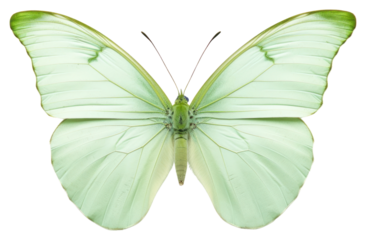 PNG  Elegant green butterfly on white