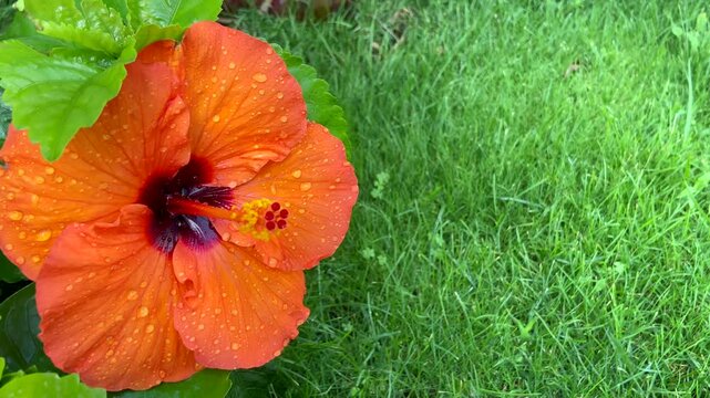 Orange hibiscus flower on green grass background close up. Common name are Jasvandi, Gurhal, Chinese hibiscus, Shoe flower, Mandaram.
