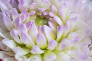 Macro of colorful Dahlia Flower Petals with Dew Drops. Selective focus