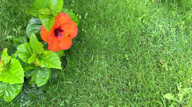 Orange hibiscus flower on green grass background close up. Common name are Jasvandi, Gurhal, Chinese hibiscus, Shoe flower, Mandaram.
