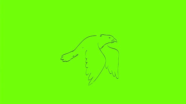 2d Animation motion graphics showing a drawing of bird flying to right on white screen, green screen and black screen in 4k ultra-high-definition.