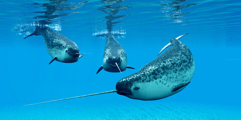 Narwhal Male Whales - Narwhal whales live in social groups called pods and live in the Arctic ocean and males have a tusk. © Catmando