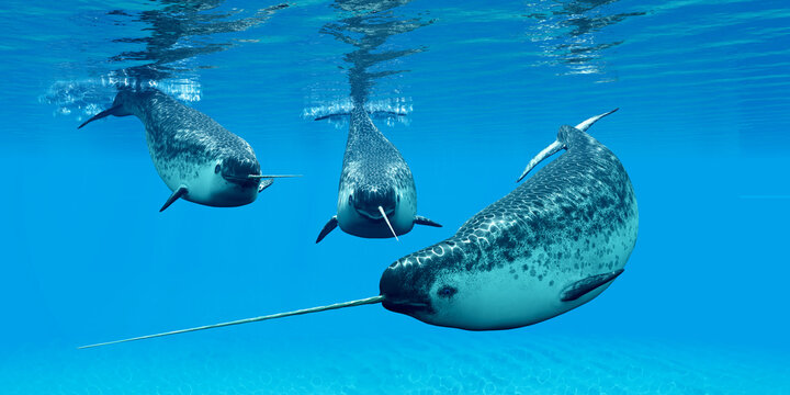Narwhal Male Whales - Narwhal whales live in social groups called pods and live in the Arctic ocean and males have a tusk.