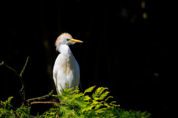 Western cattle egret, Bubulcus ibis, perching in a tree