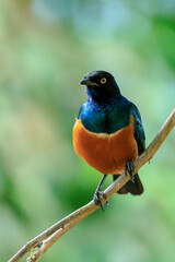 Superb starling Lamprotornis superbus perched