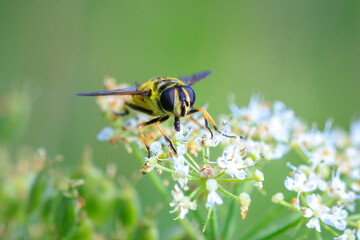Batman hoverfly, Myathropa florea, pollinating