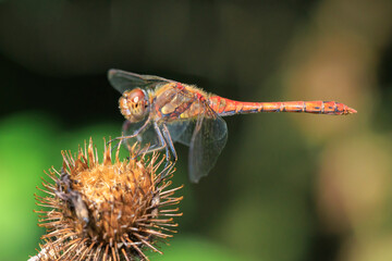 Common Darter Sympetrum striolatum male dragonfly