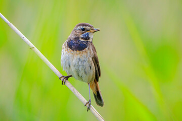 Closeup of a blue-throat bird Luscinia svecica cyanecula singing