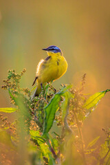 Closeup of a male western yellow wagtail bird Motacilla flava singing