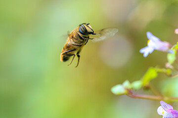 Drone fly Eristalis tenax insect in flight on a sunny day