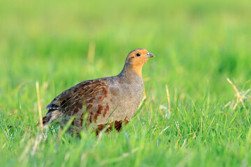 Grey partridge Perdix perdix, foraging