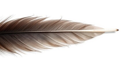 Single brown feather isolated on white background.